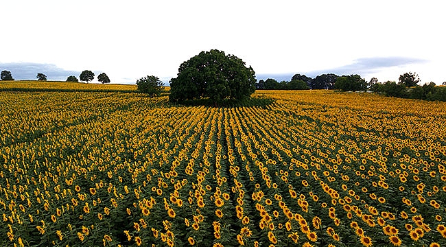 Ayçiçeğinde hasat başladı