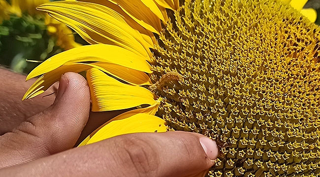 Bafra’da tırtıl alarmı!