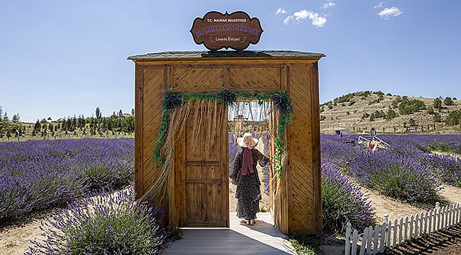 Başkent'in Samsun girişinde lavanta güzelliği