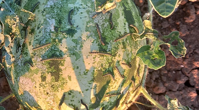 Çayır tırtılında mücadele zamanı