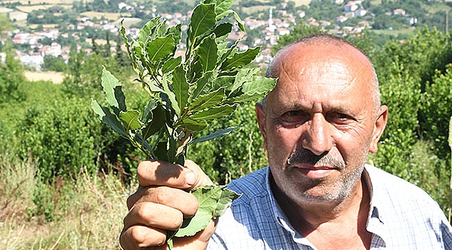 Defne yaprağı gelir kapısı oldu