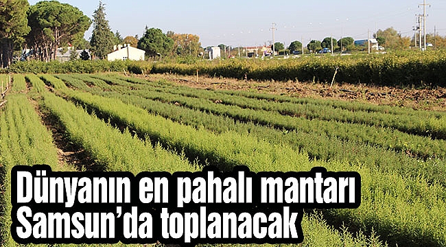 Dünyanın en pahalı mantarı Samsun’da toplanacak
