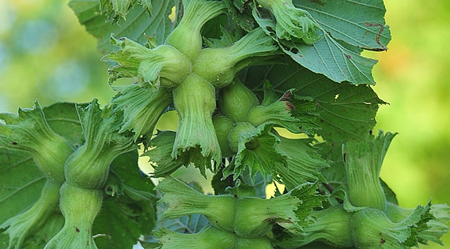 Ferrero’dan fındık önerileri