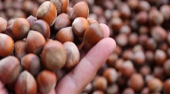 Fındık 40 TL’den alıcı buldu