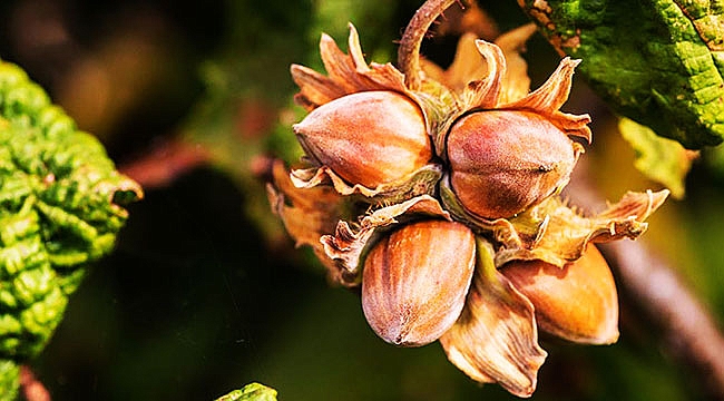 Fındık alım fiyatı açıklandı