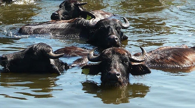 Manda varlığında Samsun ilk sırada 