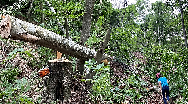 Orman işçisinin acı sonu