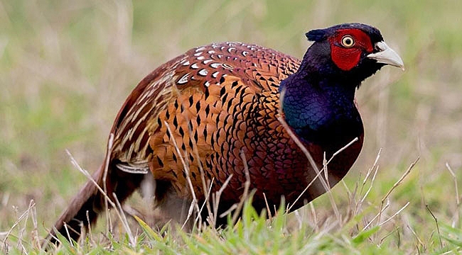 Samsun'dan Türkiye'ye kene avı için 340 bin sülün