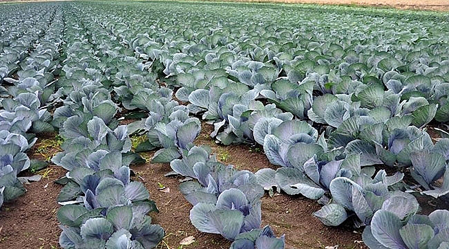 Samsun tarımda ipi göğüslüyor 