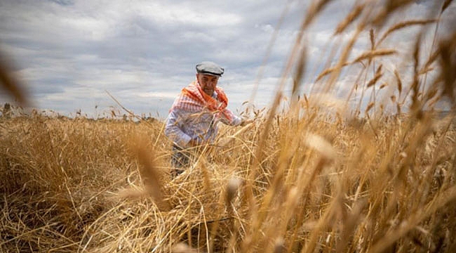 Tarımsal destek ödemeleri hesaplarda