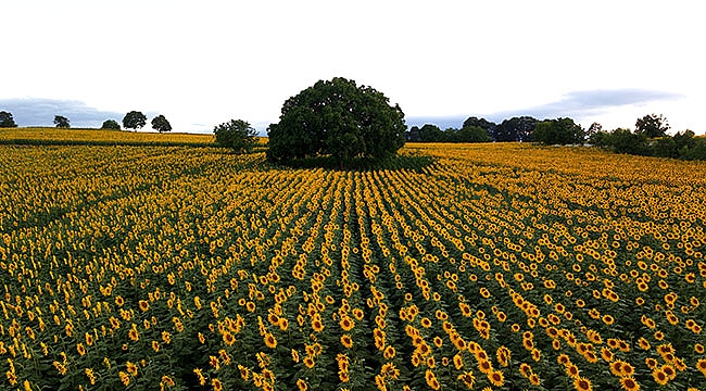 Tarlalar sarıya boyandı