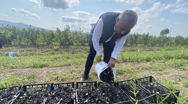 Aronyada hasat dönemi başladı