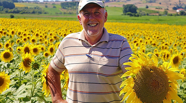 Ayçiçeği tarlaları ilaçlanıyor