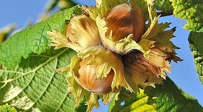 Fındık alımları 22 Ağustos'ta başlıyor