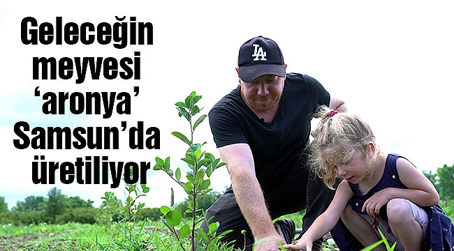Geleceğin meyvesi ‘aronya’ Samsun’da üretiliyor