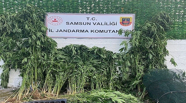 Jandarma uyuşturucu avında