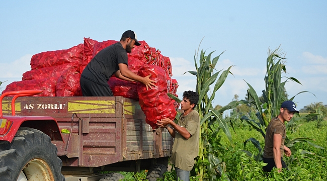 Kapya biber yüz güldürdü
