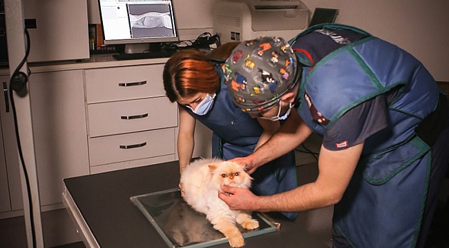 Samsun'un tek hayvan hastanesi