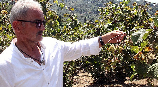 "Serbest piyasada fındık fiyatı TMO'yu geçebilir"