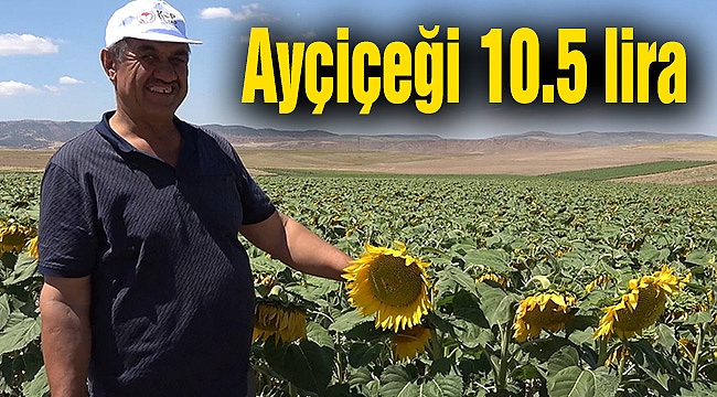 Ayçiçeği 10.5 lira
