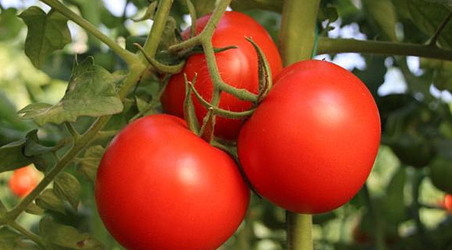 Domates ihracatı izne bağlandı