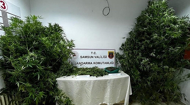 Jandarmadan esrar baskını