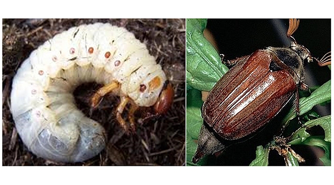 ‘Mayıs böceği’ ile mücadele zamanı