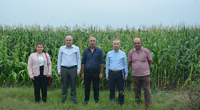 Mısır hasadı sürüyor