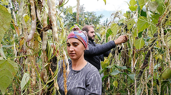Nebiyan fasulyesi pazara inmeden tarladan satılıyor