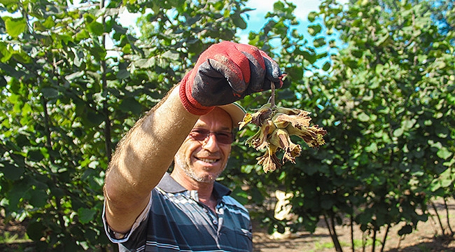 Örnek bahçede ilk hasat