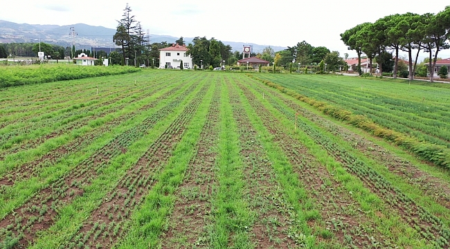 Yeşil vatana Samsun’dan 10 milyon fidan