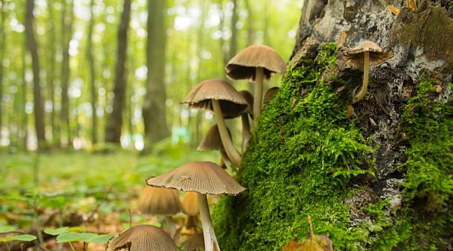 3 kişi mantardan zehirlendi