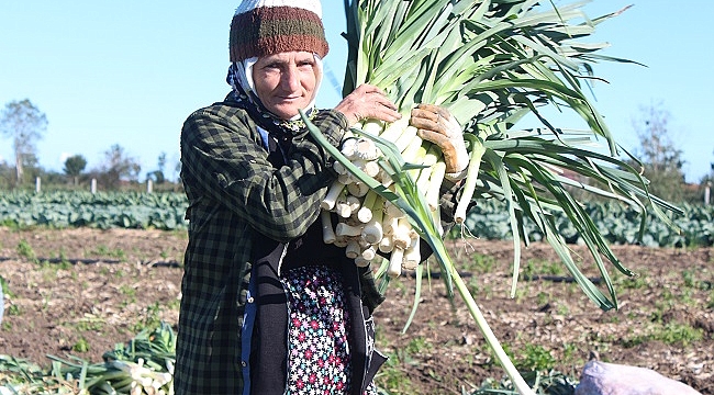 Bafra Ovası'nda pırasa hasadı