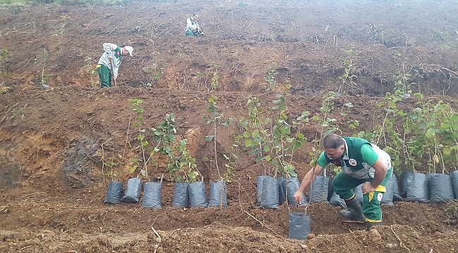 Dekarda 450 kilo verim