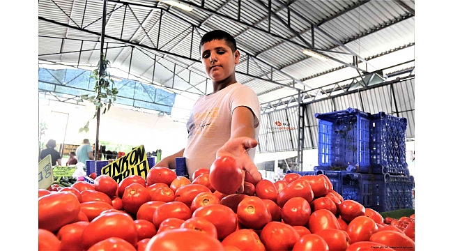 Domatesin fiyatı artışa geçecek