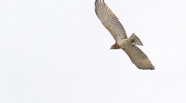 Kuş Cenneti Dünya Mirası olacak mı?