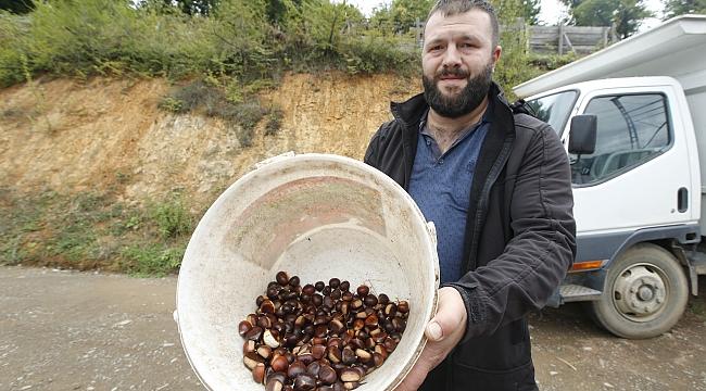 Nebiyan kestanesinde hasat mesaisi