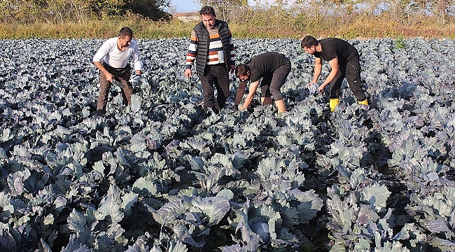 Bafra Ovası'nda kırmızı lahana hasadı