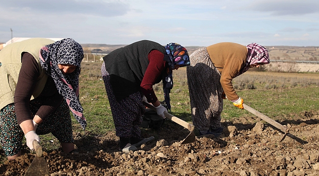 Kadınlara 150 bin lale soğanı dağıtıldı