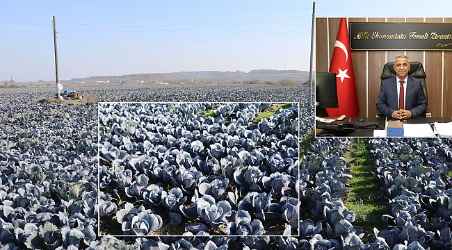 Mor lahana yüz güldürüyor