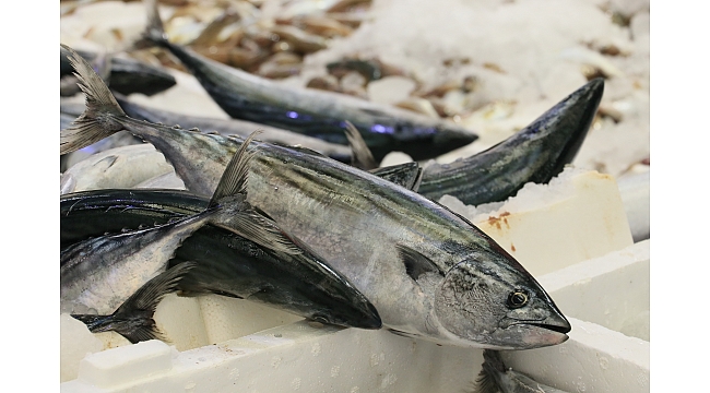 Palamut varsa hamsi yok