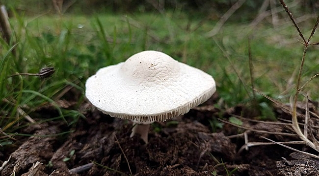 Vali Dağlı'dan mantar uyarısı!