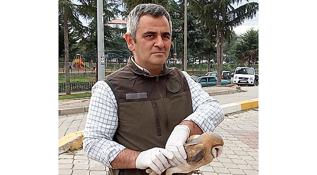 Yaralı peçeli baykuş tedavi edilecek