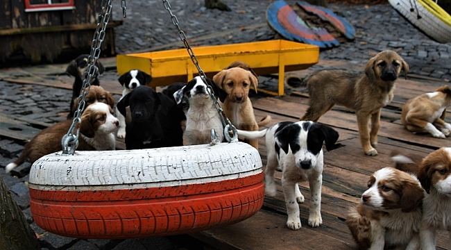 Can dostlara 5 yıldızlı yeni yuva