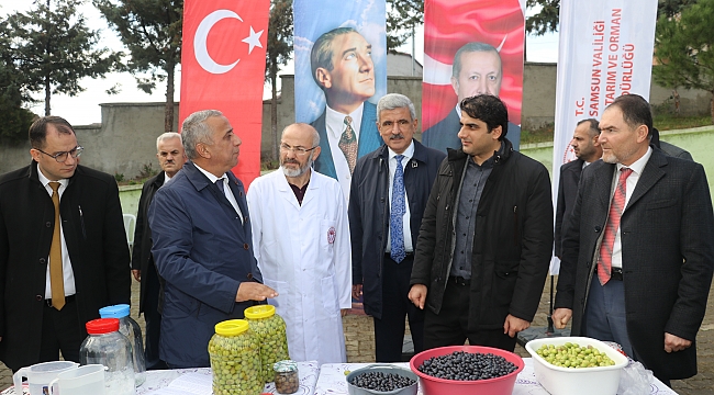 Samsun'da zeytin atağı