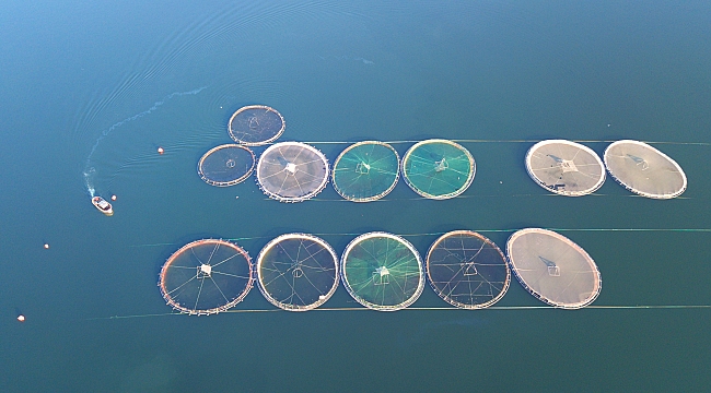 Türk somonları Bafra’dan ihraç