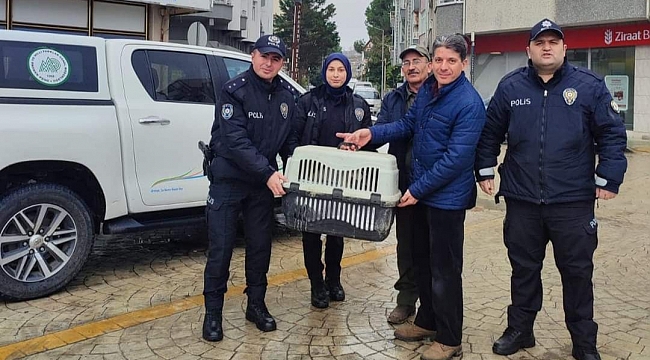 Yorgun düşen kuğunun imdadına polis yetişti