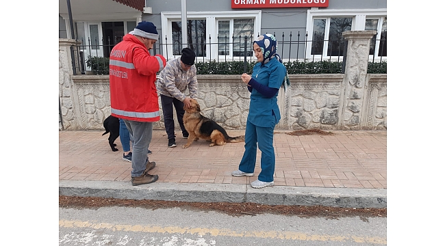 305 hayvana mikroçip takıldı