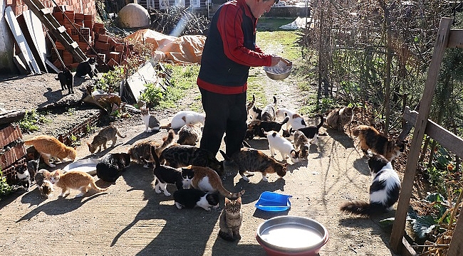 50'den fazla kedi için köyünden ayrılmıyor
