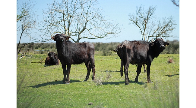 Manda popülasyonu tehdit altında